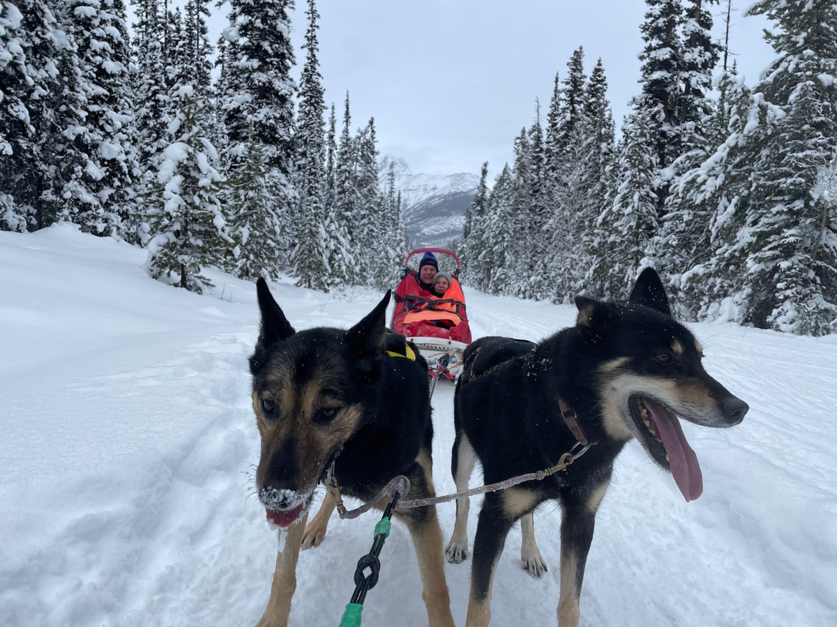 Kingmik Dog Sled Tours (Lake Louise) - All You Need to Know BEFORE You Go