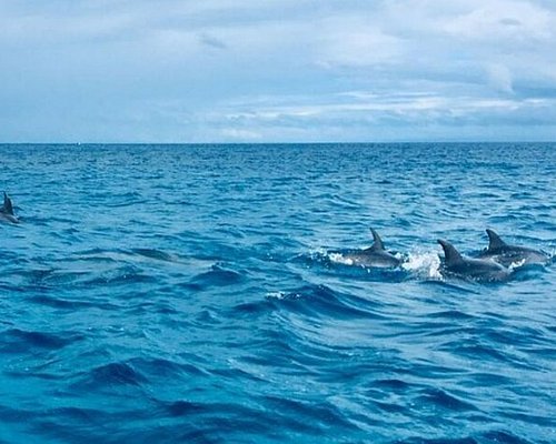 bamboo dolphin trip mauritius