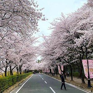 Washington, D.C. cherry blossoms: Everything you need to know about sakura  season - Tripadvisor