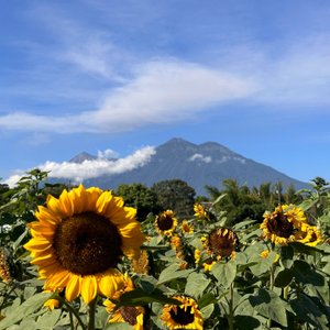 Caoba Farms, Antigua Guatemala: 2018 Visitors Guide - OkAntigua