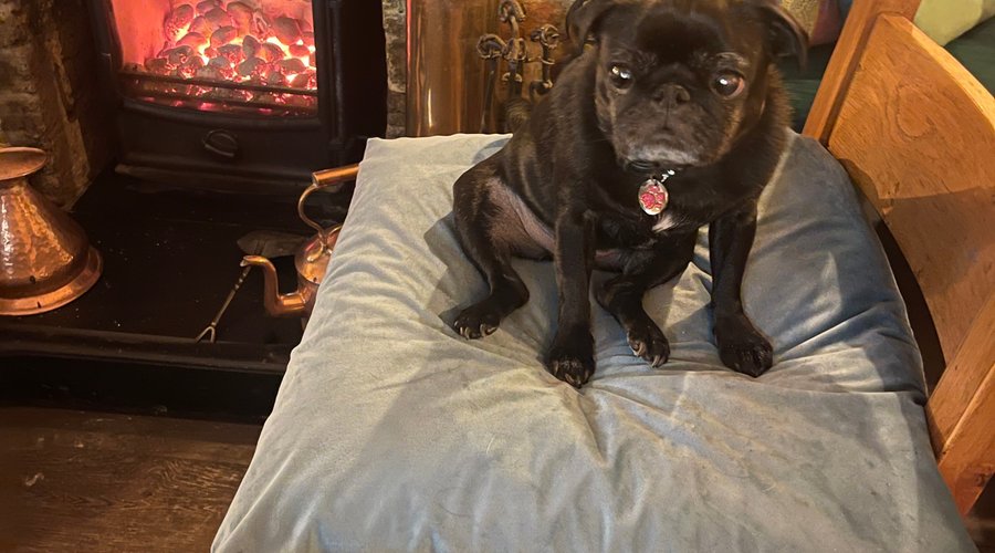 The dog loved it on the royal pillow!