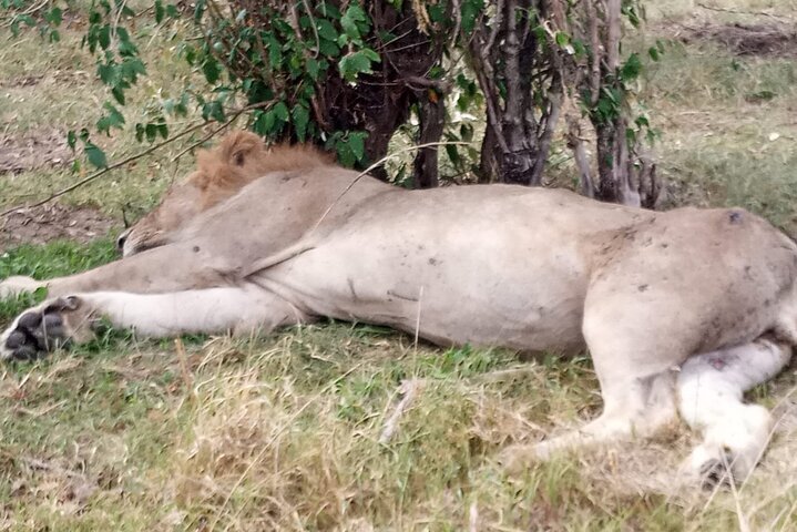 2023 Nakuru National Park Day Tour with Optional Boat Ride Lake Naivasha