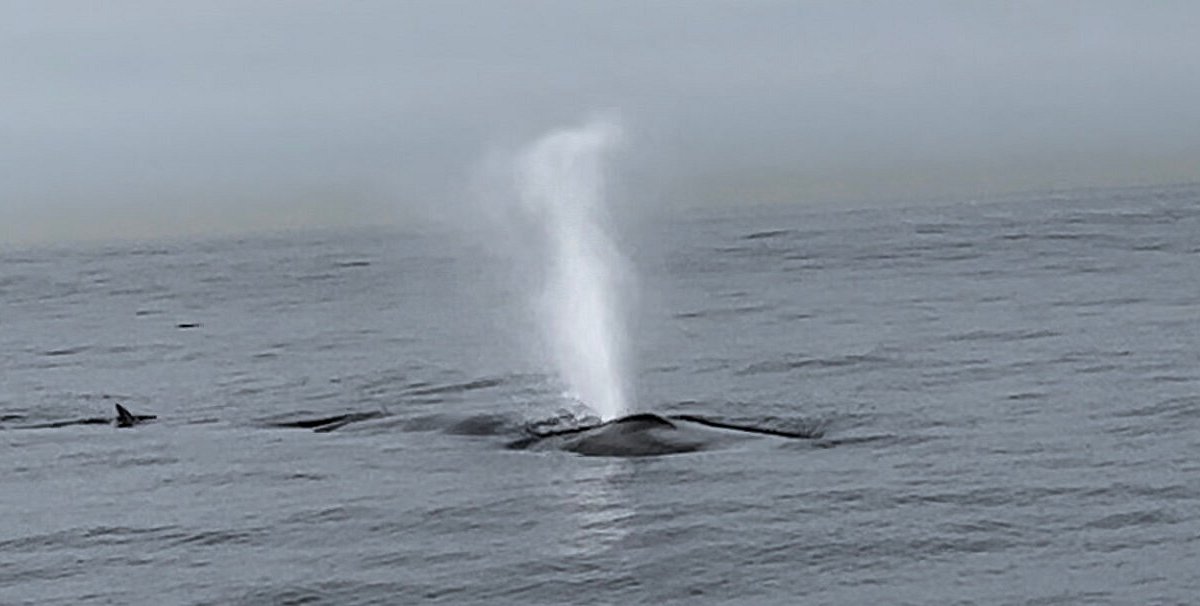 SoCal Whale Watching (Long Beach) - All You Need to Know BEFORE You Go