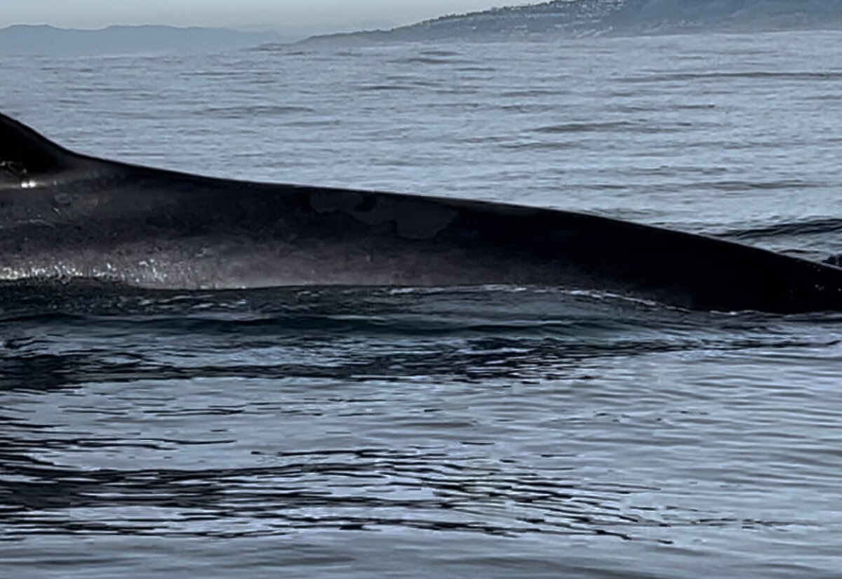 SoCal Whale Watching (Long Beach) - All You Need to Know BEFORE You Go