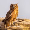 desertwildlifeme