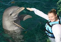 Dolphin Discovery Cozumel - All You Need to Know BEFORE You Go