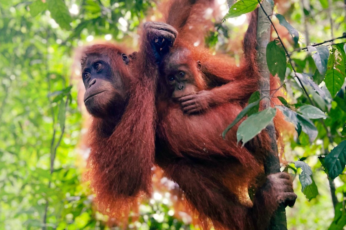 Sumatra Orangutan Trekking (Bukit Lawang, Indonesia): Hours, Address ...