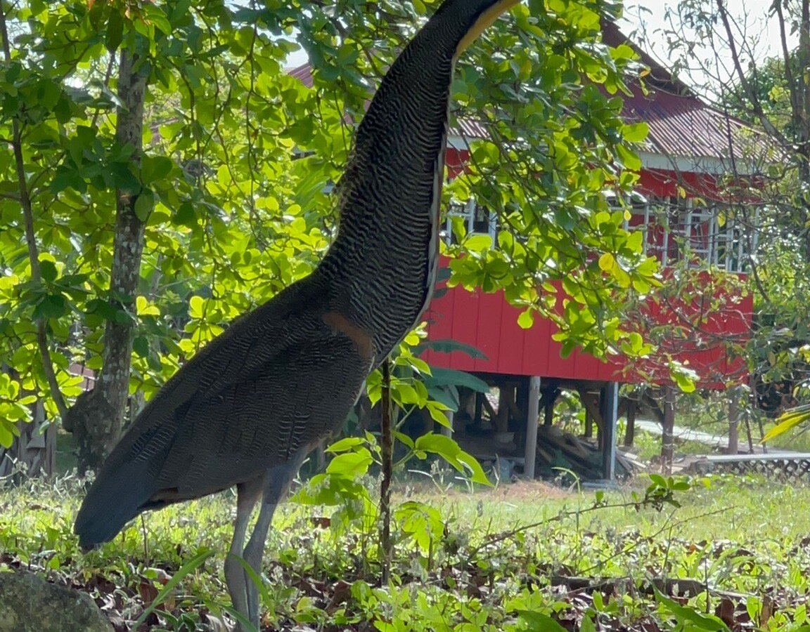 Osa Mangrove Tours (Sierpe) - All You Need to Know BEFORE You Go