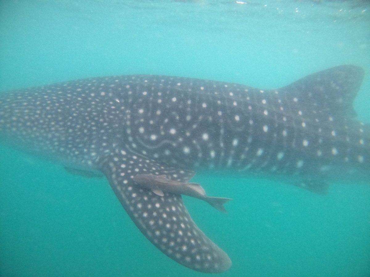 Whale Shark Boat Tours (La Paz) - All You Need to Know BEFORE You Go