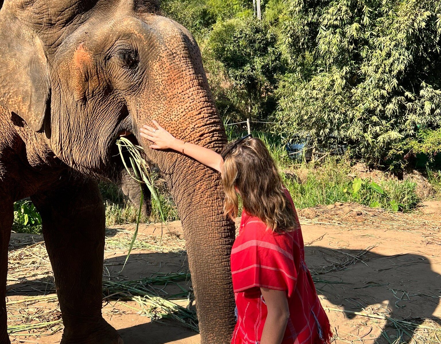 Bamboo Elephant Family Care (Chiang Mai) - All You Need to Know BEFORE ...