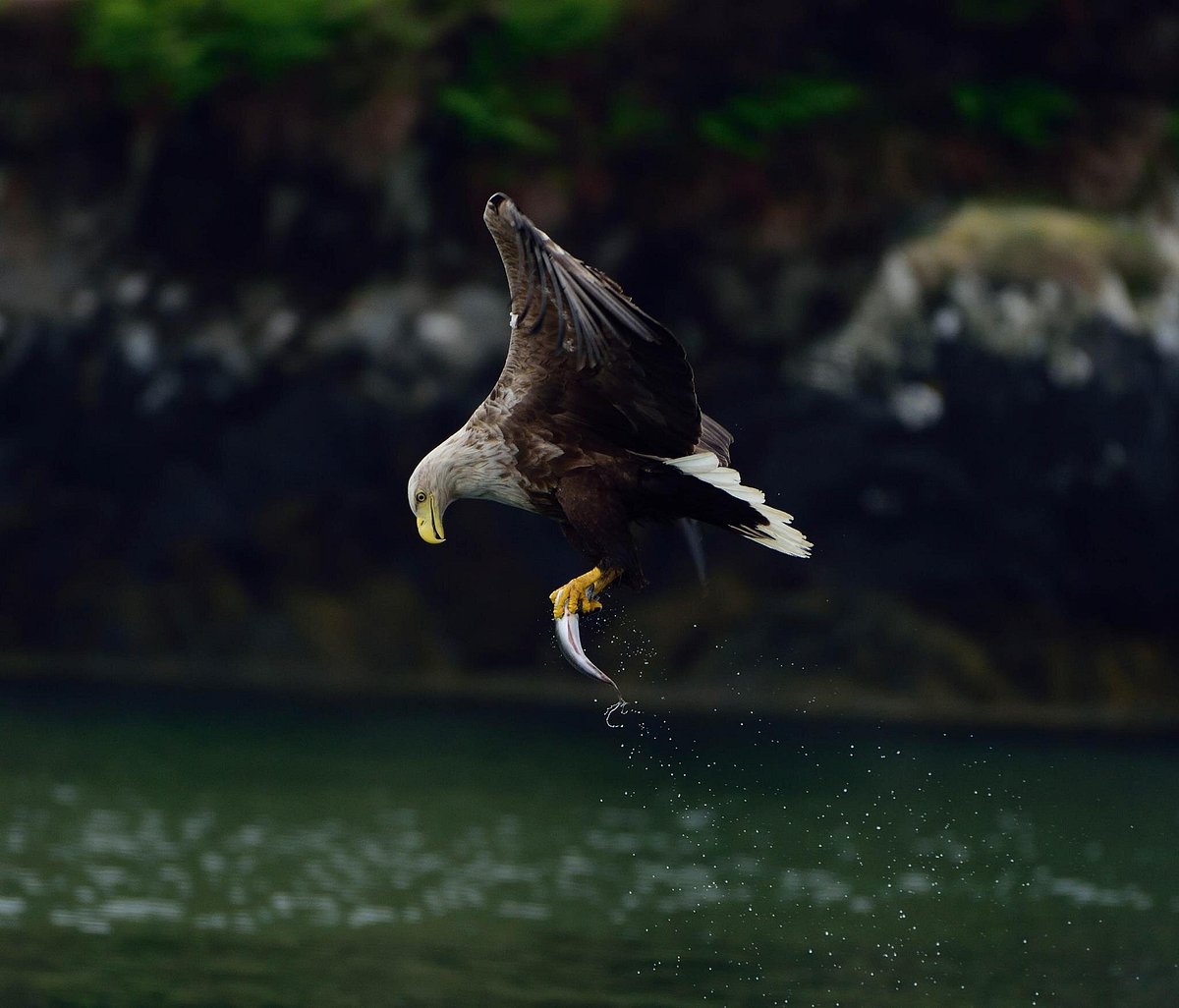 American Eagle Salute U  Bald eagle, Bald eagle meme, I love america