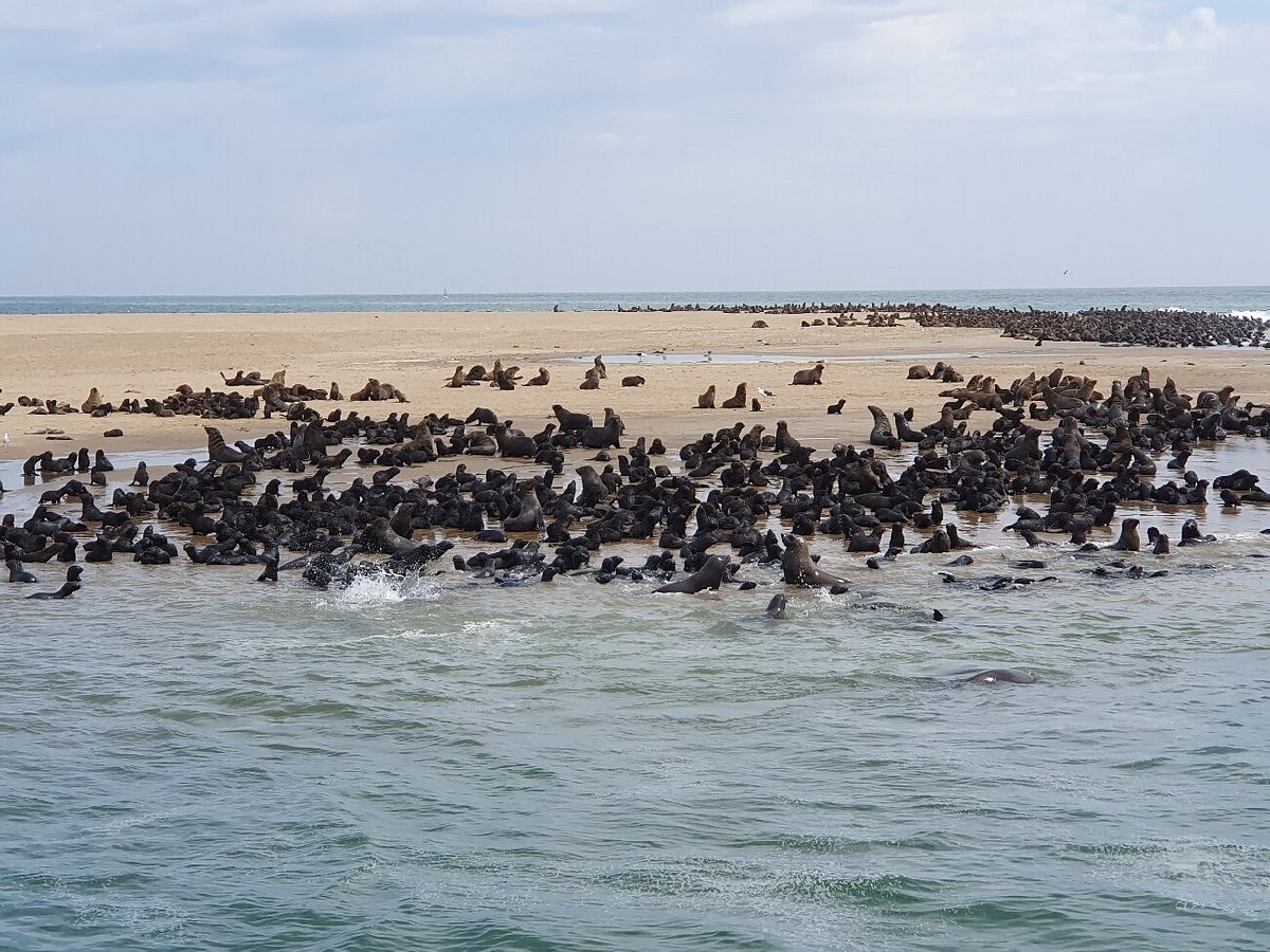 catamaran dolphin cruise walvis bay