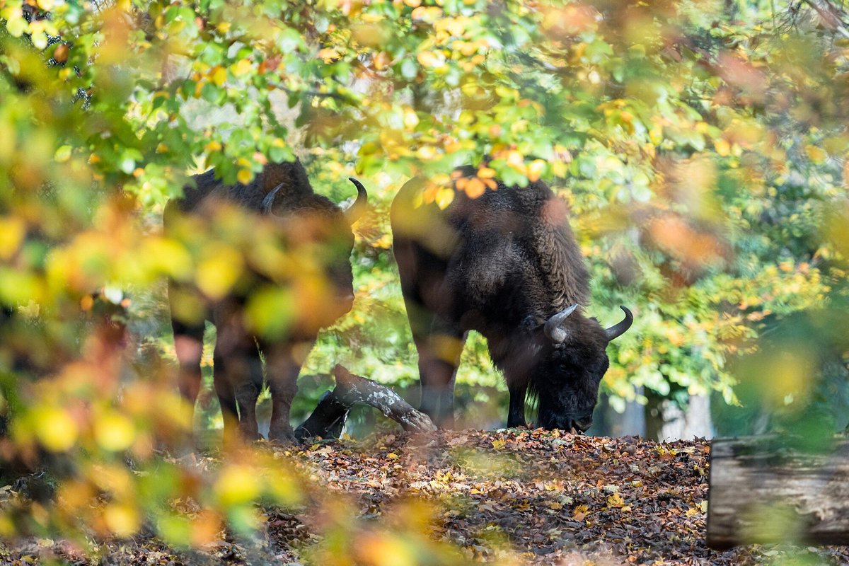 Tierpark Bern, Берн: лучшие советы перед посещением - Tripadvisor