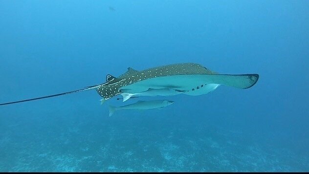 AGUA CLARA DIVING COZUMEL (San Miguel de Cozumel) - All You Need to Know  BEFORE You Go