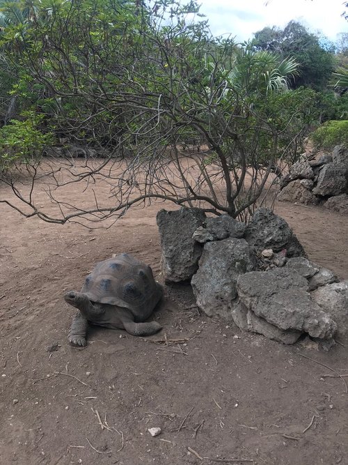 Rodrigues Island review images