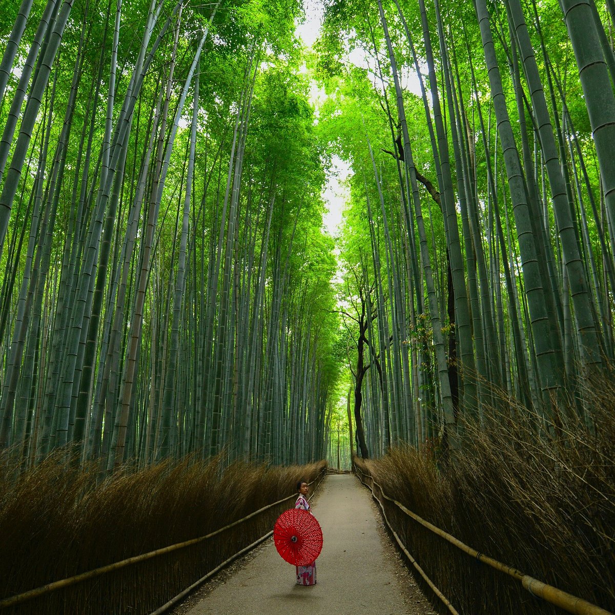 бамбуковый лес в киото