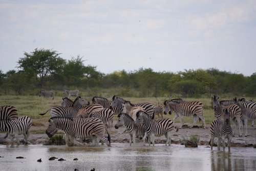 JACK'S CAMP - Updated 2023 Prices & Campground Reviews (Makgadikgadi ...