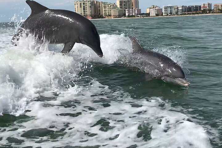 dolphin boat tour jacksonville fl