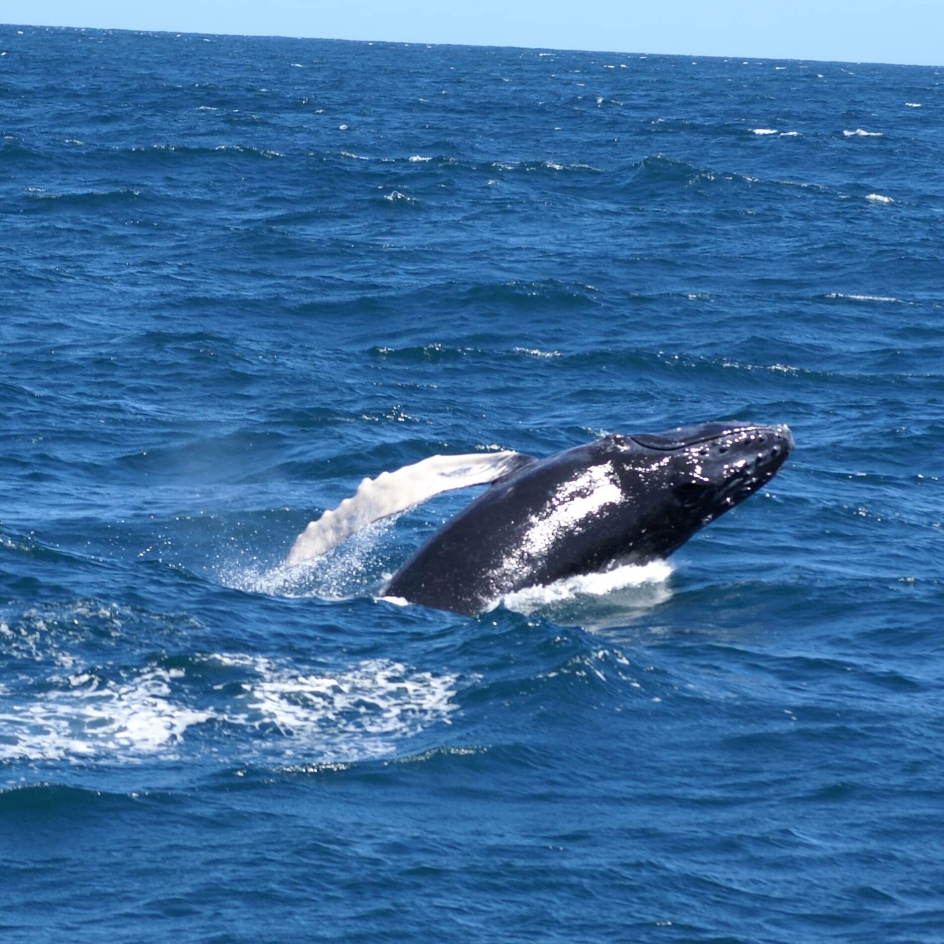 Whale Samana