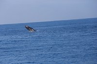whale watching oahu