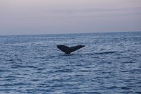 whale watching oahu