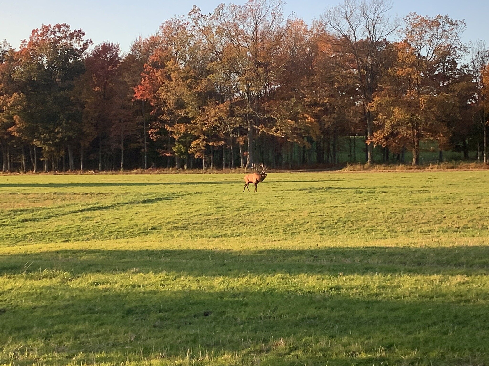 MORNING MIST B&B - Reviews (Benezette, PA)