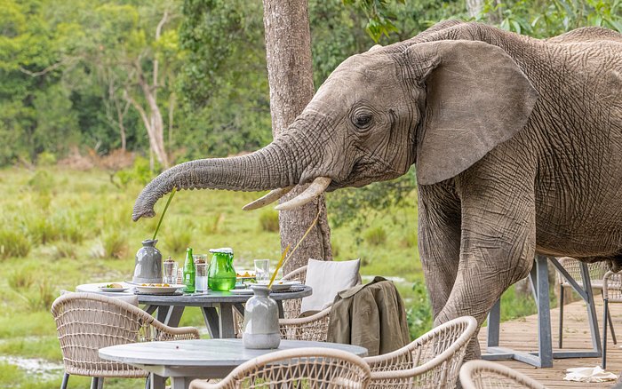 LITTLE GOVERNORS' CAMP - Updated 2023 Prices & Ranch Reviews (Kenya/Maasai Mara National Reserve)