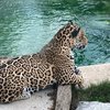 Suricate33