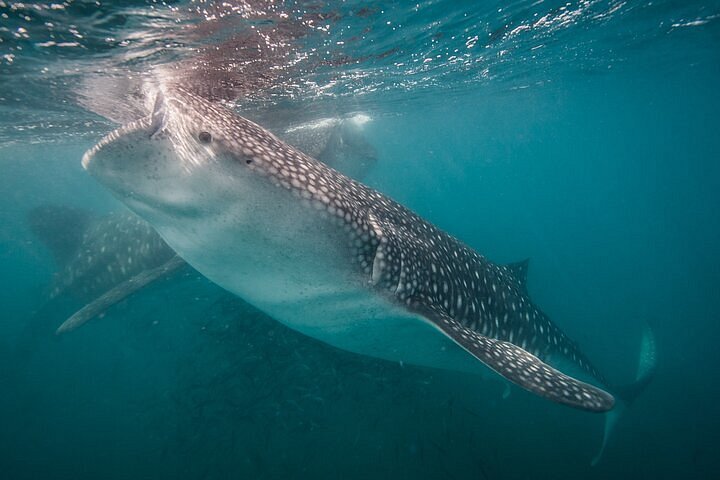 2024 Full Day Snorkel and Swim with Sea Lions & Whale Sharks in La Paz