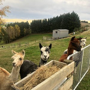 Our alpaca boys and a view towards The Shepherds Rest