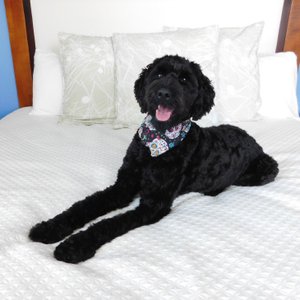 Pet Friendly Asheville Hotel
