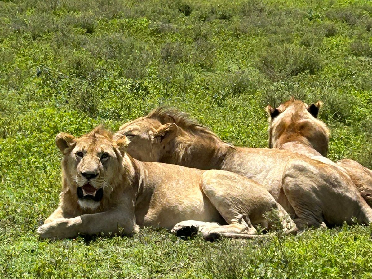 Proud African Safaris (Arusha) - All You Need to Know BEFORE You Go