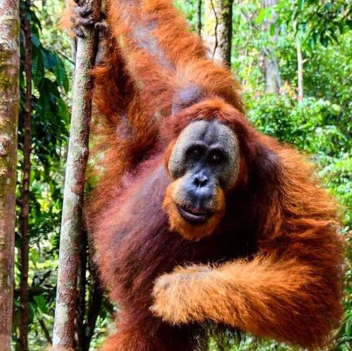 Sumatra Maryam review images