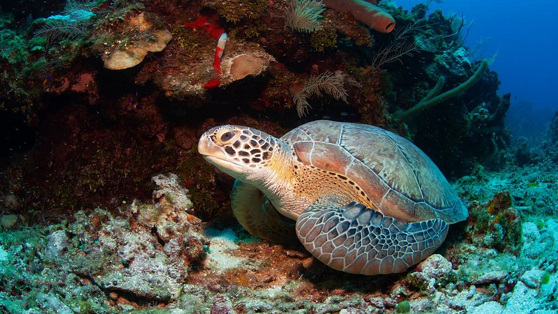 Green sea turtle resting near a coral reef in Roatan, Honduras 