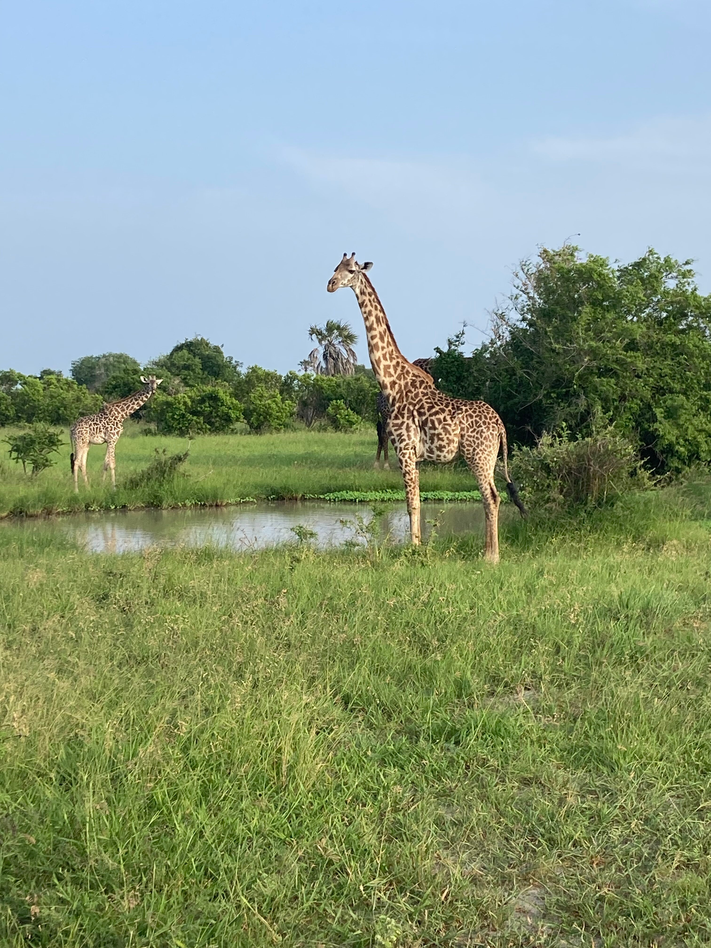 SAADANI SAFARI LODGE - Prices & Reviews (Saadani National Park, Tanzania)