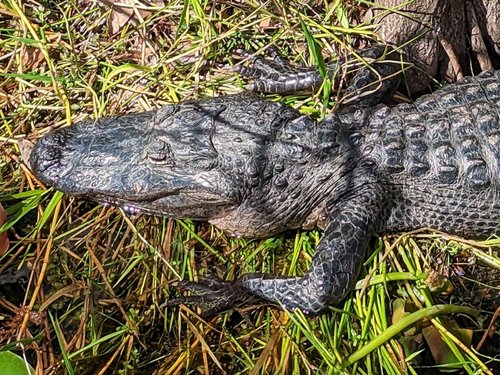 Everglades National Park 67Camar0 review images
