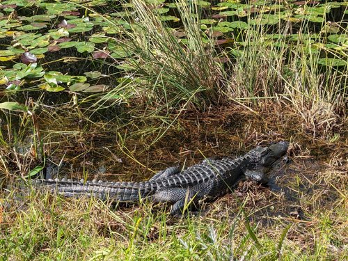 Everglades National Park 67Camar0 review images