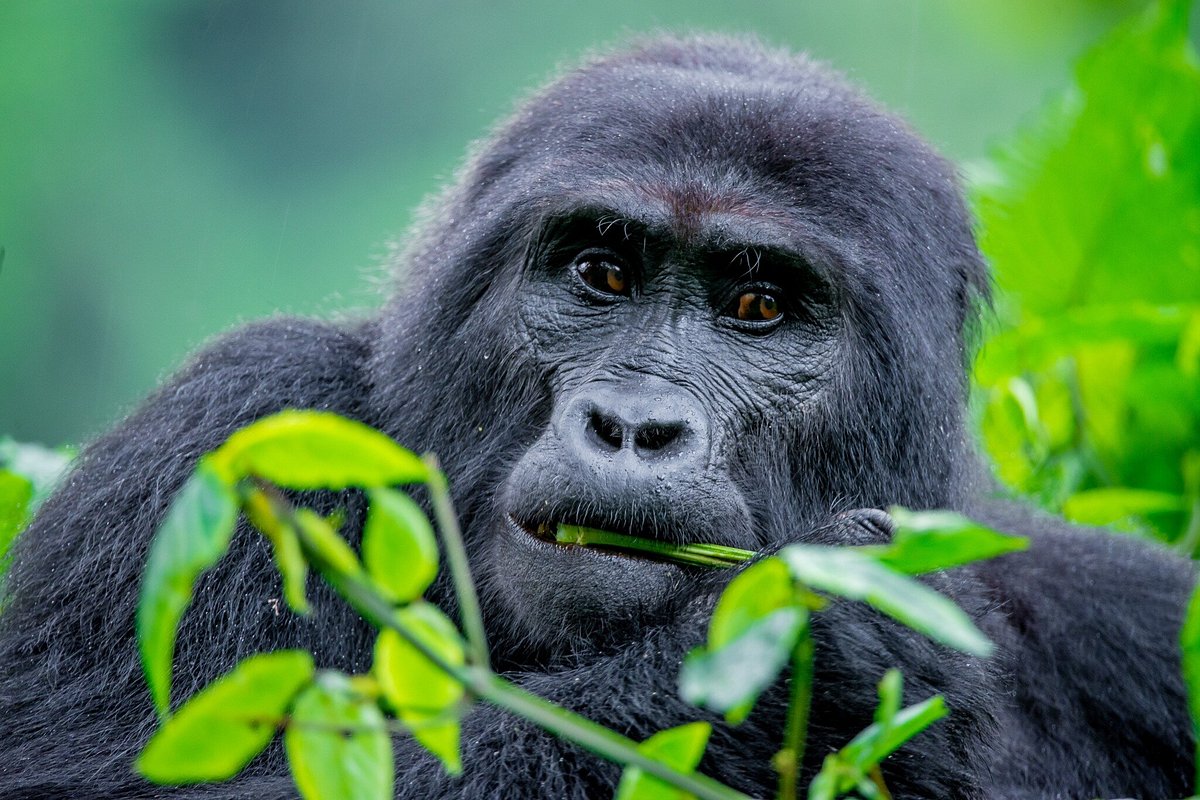 EDX Travel Kabale Uganda Address Phone Number Tripadvisor edx-travel-kabale-uganda-address-phone-number-tripadvisor