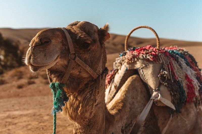 Désert Agafay -Quad - Dromadaire- Camel - Dîner spectacle image