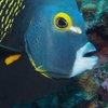 AB-DiveBonaire