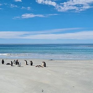 penguin travel tours