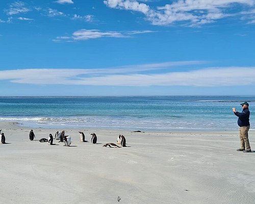 falkland islands penguins tours