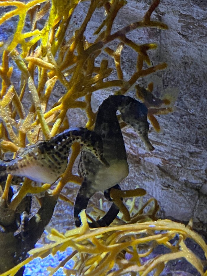 Imagen 9 de Aquarium
