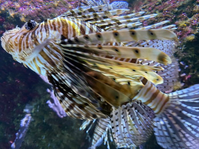 Imagen 8 de Aquarium