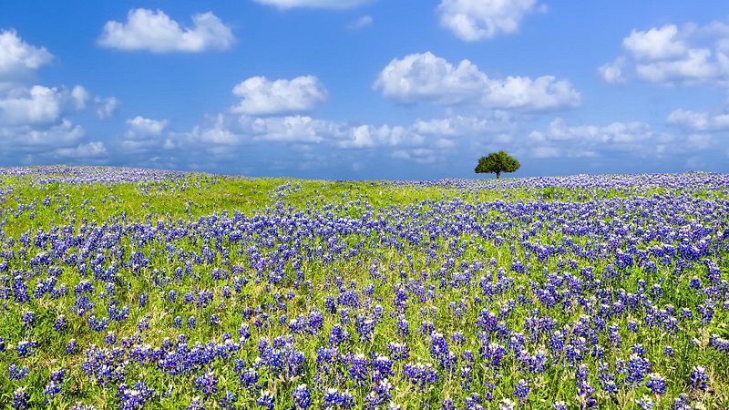 Vivid bluebonnets in Texas Hill Country