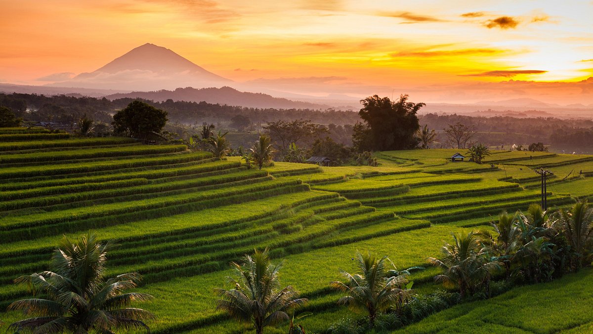 Rice terraces at sunrise in Bali, Indonesia