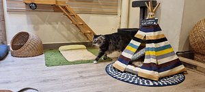 Meomi Cat Cafe  Burpple - 4 Reviews - Bugis, Singapore