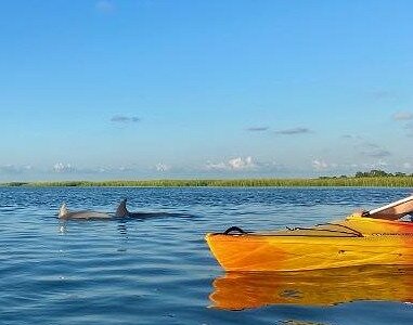 THE 10 BEST Charleston Dolphin & Whale Watching Tours