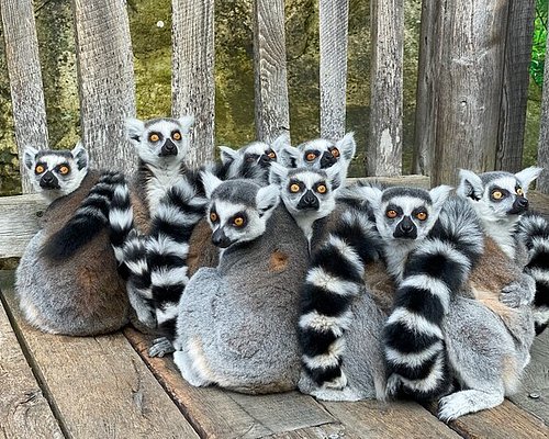 madagascar tour 2024