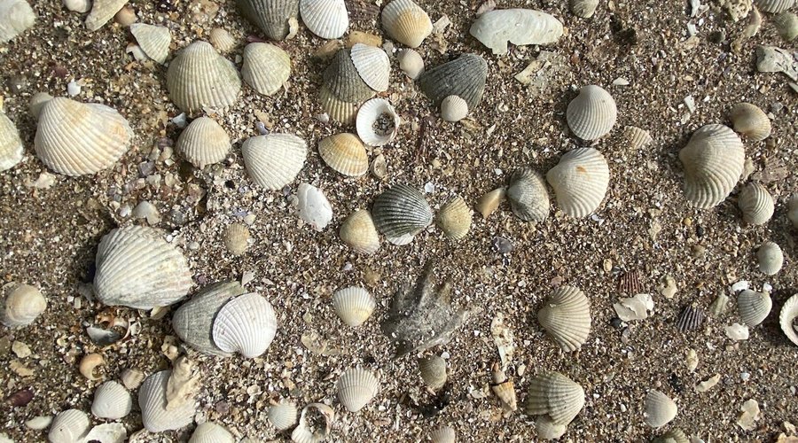 Nice beach